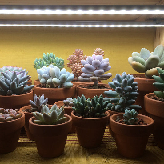 Connectable Sunlight LED Grow Light for Indoor Plants and Seedlings