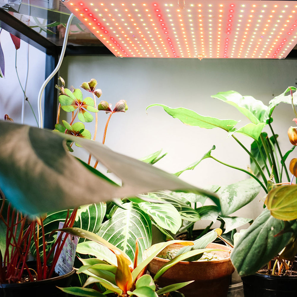 LED Grow Light Full Spectrum for Indoor Plants Seedlings and Herbs view 3